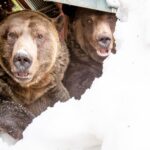 Grinder & Coola are Awake! 25 Years of Grizzlies at Grouse Mountain