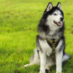 Contract vs. Companion: B.C. Tribunal Rules Husky Named “Grizzly” Stays with Owner