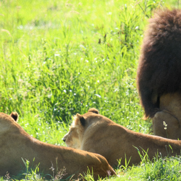 Farewell to a King: Remembering Boomer, the Greater Vancouver Zoo’s Most Famous Resident