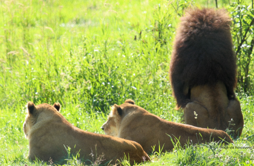 Farewell to a King: Remembering Boomer, the Greater Vancouver Zoo’s Most Famous Resident